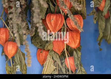 Drying herbs in an old wooden house. Dry plants hanging on the wall. Stock Photo