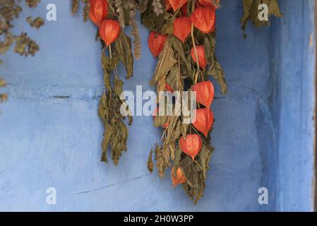 Drying herbs in an old wooden house. Dry plants hanging on the wall. Stock Photo