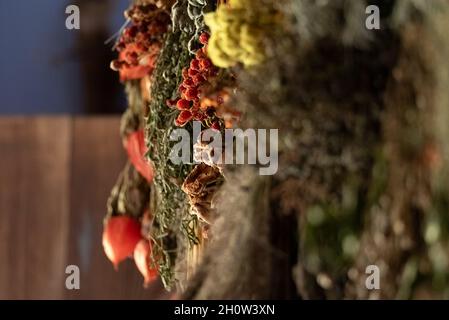 Drying herbs in an old wooden house. Dry plants hanging on the wall. Stock Photo