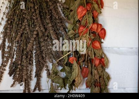 Drying herbs in an old wooden house. Dry plants hanging on the wall. Stock Photo