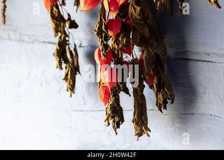 Drying herbs in an old wooden house. Dry plants hanging on the wall. Stock Photo