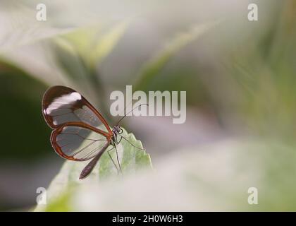 clear wing butterfly, transparent greta morgane on leaf