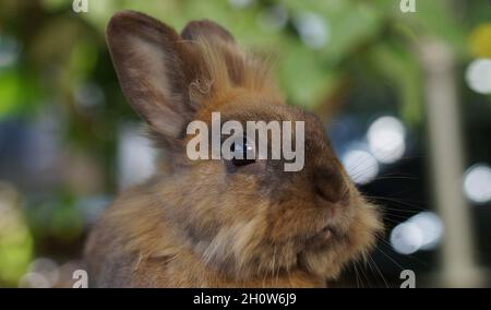 Portrait of brown lionhead dwarf rabbit Stock Photo