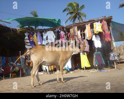 Anjuna Beach, heilige Kuh, Goa 403509, Indien Stock Photo