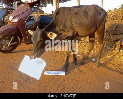 Anjuna Beach, heilige Kühe, Kuh frisst Papier,  Goa 403509, Indien Stock Photo