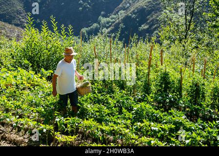 Man working In His Own Vegetable Patch Stock Photo