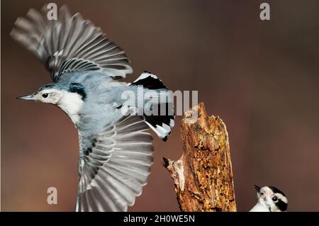 White-breasted nuthatch close-up flight Stock Photo