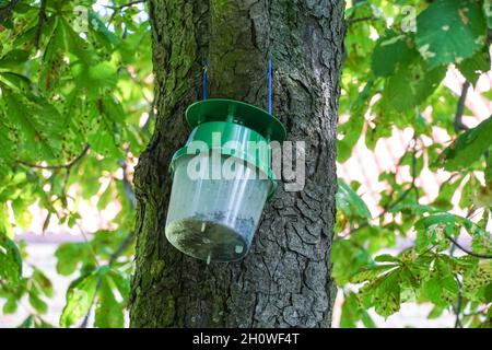 The horse-chestnut leaf miner (Cameraria ohridella) pheromone trap Stock Photo