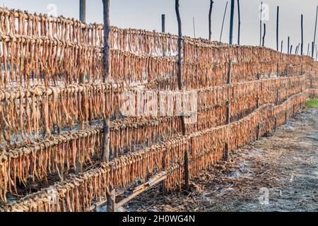 Drying fish at Dublar Char Dubla island , Bangladesh. Stock Photo