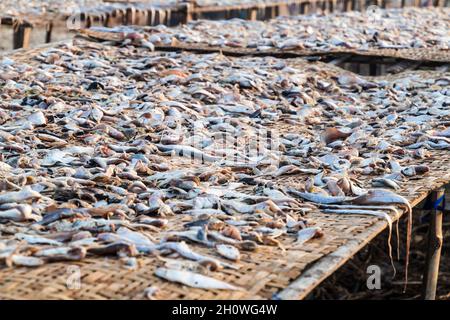 Drying fish at Dublar Char Dubla island , Bangladesh Stock Photo