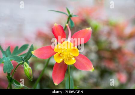 Close up of Aquilegia skinneri Tequile Sunrise flower and unopened buds in summer a fully hardy perennial also called Columbine or Grannys Bonnet Stock Photo