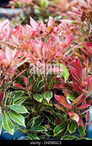 Pieris Little Heath plants in spring. These have new pink leaves turning to light green edged with white is an evergreen shrub and fully hardy Stock Photo