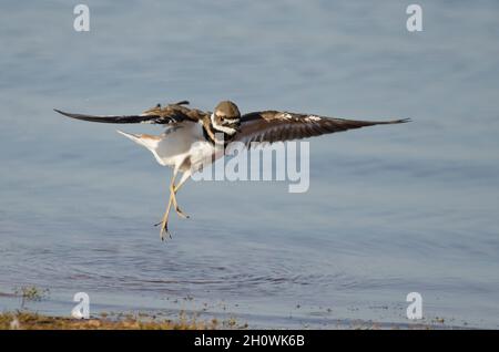 Killdeer, Charadrius vociferus, leaping after bathing on lakeshore Stock Photo