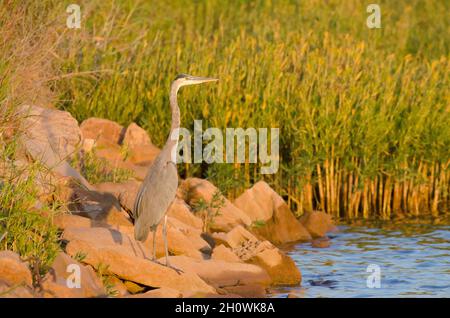 Great Blue Heron, Ardea herodias, on lakeshore at last light Stock Photo