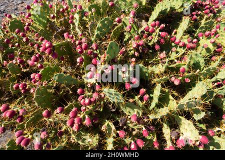Opuntia dillenii cactus in Tenerife Stock Photo