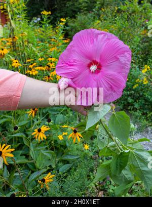 A woman holds a hybrid pink hibiscus in the garden. Hybrid Pink Hibiscus Flower. Street view, travel photo, selective focus, concept photo gardening Stock Photo