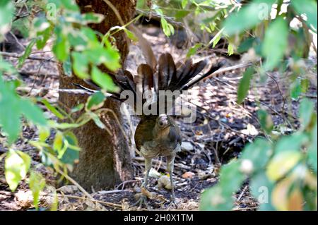 Shake that tail - this looks like a female Superb Lyrebird (Menura Novaehollandiae), but is actually a male, which has shed his mating display tail. Stock Photo