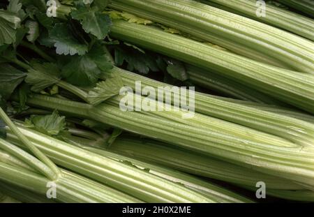 FRESHLY HARVESTED BUNCHES OF CELERY (APIUM GRAVEOLENS) Stock Photo