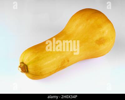 Butternut squash isolated on white background Stock Photo