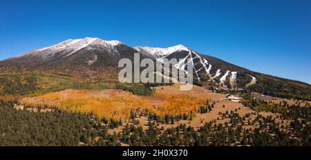Vibrant fall colors on aspen trees in Flagstaff Arizona Stock Photo