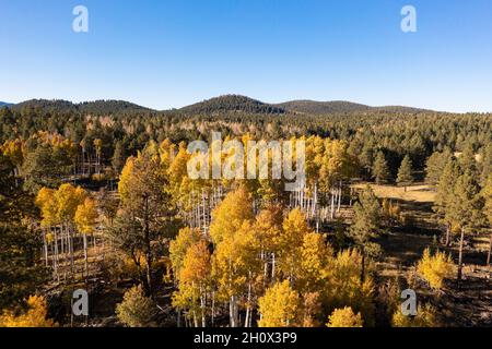 Aspen forest among pine trees in Flagstaff Stock Photo