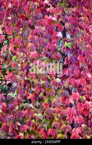buntes Herbstlaub im Sonnenlicht in allen Farben schillernd