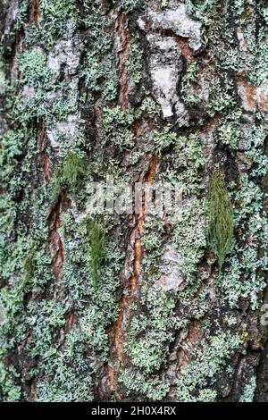 Texture of old birch tree bark with green moss. White birch bark on a tree  trunk Stock Photo - Alamy