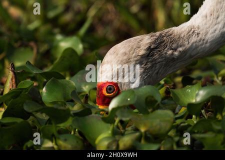 Yellow-billed Stork - Mycteria ibis, beautiful large stork from African fresh waters, savannah and woodlands, Queen Elizabeth NP, Uganda. Stock Photo