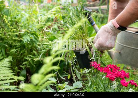Old woman holds pot with seedlings for planting in garden Stock Photo