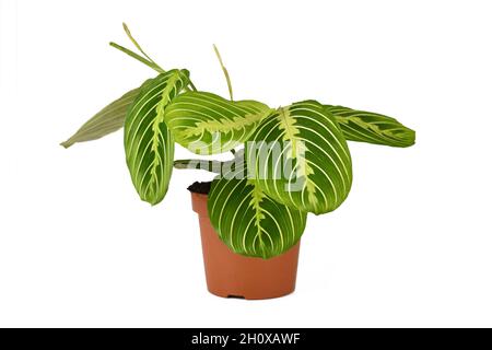 Exotic 'Maranta Leuconeura Lemon Lime' houseplant in flower pot isolated on white background Stock Photo