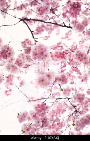 Low angle view of cherry blossoms Stock Photo