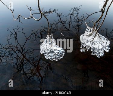 Ice on tree branches Stock Photo