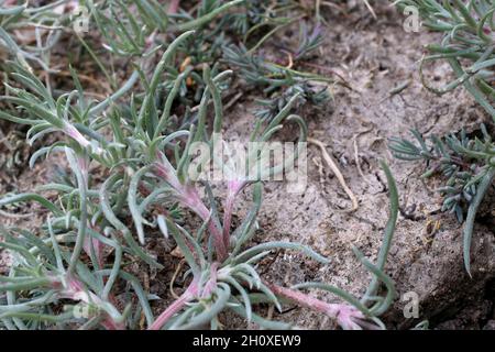 Petrosimonia brachiata, Chenopodiaceae. Wild plant shot in summer. Stock Photo