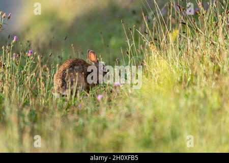 A wild rabbit grazing in the sunshine in the pasture. Stock Photo