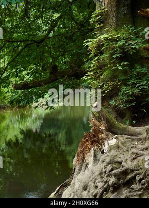 A peaceful, shaded view from besides a river, taking in gnarled roots, a broken stump and mature tree and still, glassy waters reflecting the greenery Stock Photo