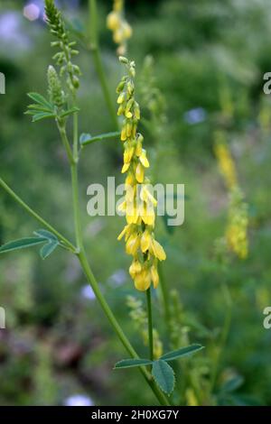 Melilotus officinalis, Common Yellow Melilot, ellow sweet clover. Fabaceae. Wild plant shot in summer. Stock Photo