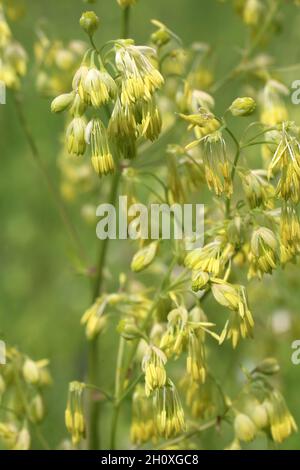 Thalictrum minus, Ranunculaceae. Wild plant shot in summer. Stock Photo