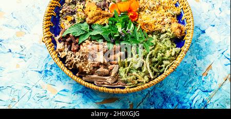 Various kinds of fresh and dry medicinal herbs.Plants in herbal medicine. Stock Photo