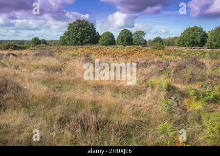 Autumn, Budby Common, Sherwood Forest, Nottinghamshire, England. Stock Photo