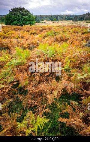 Autumn, Budby Common, Sherwood Forest, Nottinghamshire, England. Stock Photo