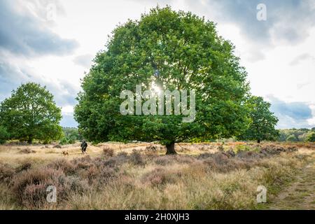 Autumn, Budby Common, Sherwood Forest, Nottinghamshire, England. Stock Photo