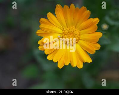 Orange calendula flower, top view. A little spider on a flower. Stock Photo