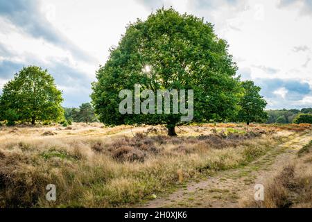 Autumn, Budby Common, Sherwood Forest, Nottinghamshire, England. Stock Photo