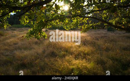 Autumn, Budby Common, Sherwood Forest, Nottinghamshire, England. Stock Photo