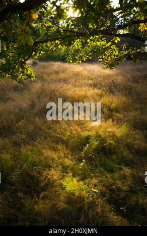 Autumn, Budby Common, Sherwood Forest, Nottinghamshire, England. Stock Photo