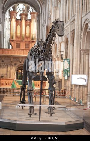 View from the front, “Dippy”. Diplodocus carnegie, sauropod, dinosaur. Exhibited in the nave of Norwich Cathedral, 2021. High altar organ pipes background. Stock Photo