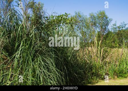 Delta of the Parana River, Rio las Canas, Tigre, San Fernando, Buenos Aires Province, Argentina Stock Photo