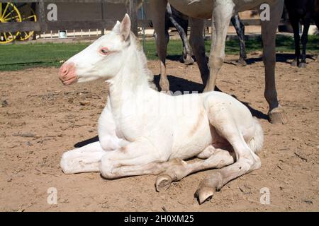 San Antonio de Areco, Foal, Buenos Aires Province, Argentina Stock Photo