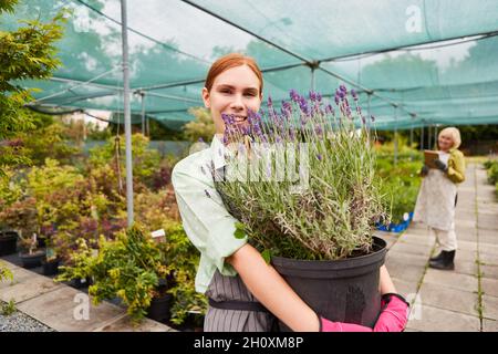 Young woman as a gardener trainee with lavender plants in the greenhouse of the nursery Stock Photo