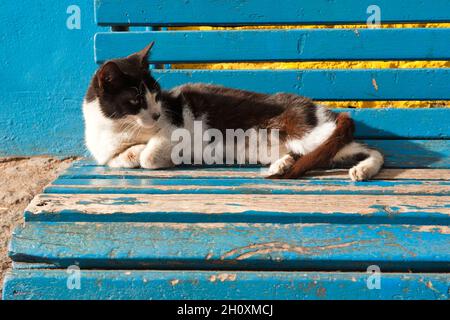Cat on a bench, El Caminito, La Boca district, Buenos Aires, Argentina Katze auf einer Bank, El Caminito, La Boca Viertel, Buenos Aires, Argentinien Stock Photo